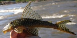 Stellantia siderea