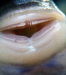 Stellantia siderea