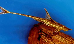Sturisomatichthys aureus