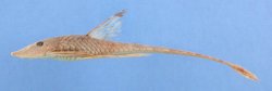 Sturisomatichthys caquetae - Click for species page