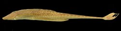 Sturisomatichthys citurensis - Click for species page
