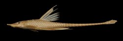Sturisomatichthys kneri - Click for species page