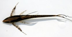 Sturisomatichthys reinae