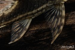 Sturisomatichthys reinae