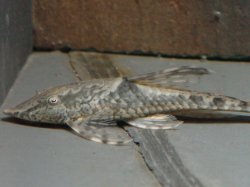 Sturisomatichthys sp. `RIO ATABAPO`