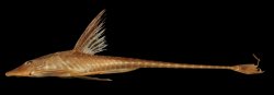 Sturisomatichthys tamanae - Click for species page