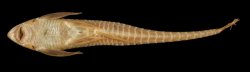 Sturisomatichthys tamanae