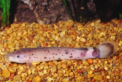 Malapterurus beninensis