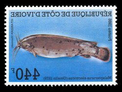 Malapterurus electricus