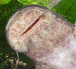 Euchilichthys royauxi