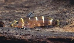 Microsynodontis christyi - Click for species page