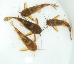 Mochokiella paynei