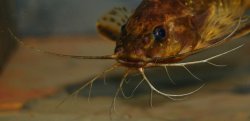 Mochokiella paynei