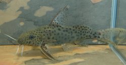 Synodontis acanthomias