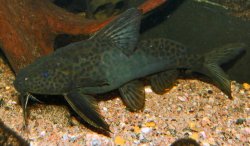 Synodontis acanthomias