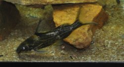 Synodontis afrofischeri - Click for species page