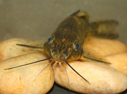 Synodontis afrofischeri