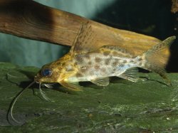 Synodontis alberti - Click for species page