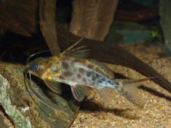 Synodontis alberti