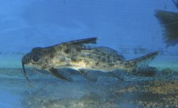 Synodontis alberti