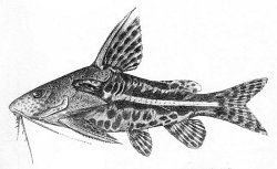 Synodontis albolineatus