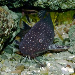 Synodontis angelicus