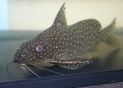 Synodontis angelicus