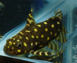 Synodontis angelicus