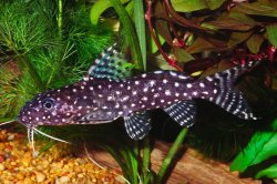 Synodontis angelicus