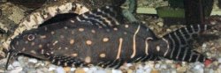 Synodontis angelicus