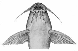 Synodontis bastiani