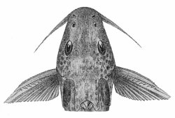 Synodontis bastiani