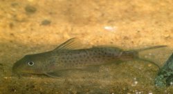 Synodontis bastiani