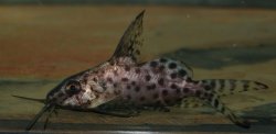 Synodontis batensoda