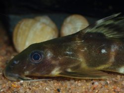 Synodontis brichardi