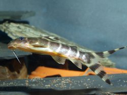 Synodontis brichardi