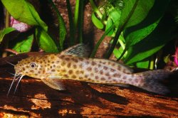 Synodontis camelopardalis