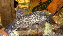 Synodontis camelopardalis