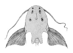 Synodontis caudalis