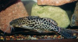 Synodontis caudalis