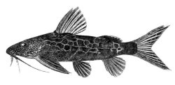 Synodontis centralis - Click for species page