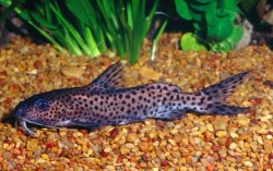 Synodontis cf. multimaculatus