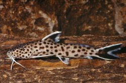 Synodontis cf. petricola - Click for species page