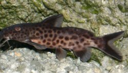 Synodontis cf. polli(1) - Click for species page