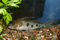 Synodontis congicus