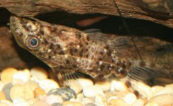 Synodontis contractus - Click for species page