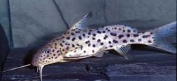Synodontis courteti - Click for species page
