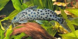 Synodontis courteti