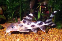 Synodontis decorus - Click for species page