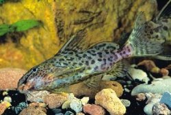 Synodontis dorsomaculatus